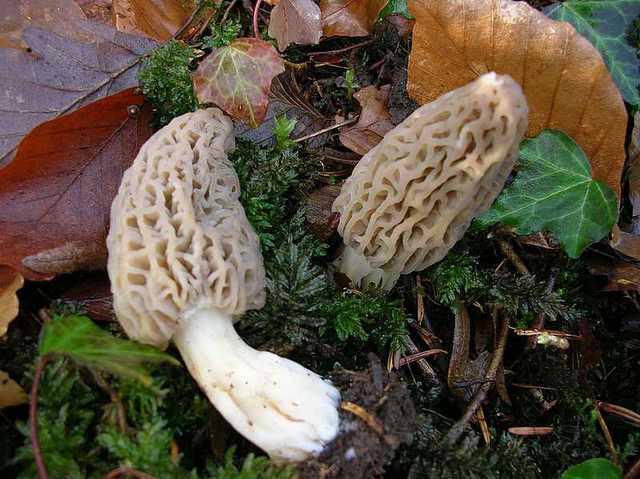 2005 :  Un anno di funghi